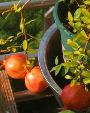 圣女果秋天可以种植吗(4种水果很好养，小阳台也能养，健壮挂果多，果实累累，美观喜庆)
