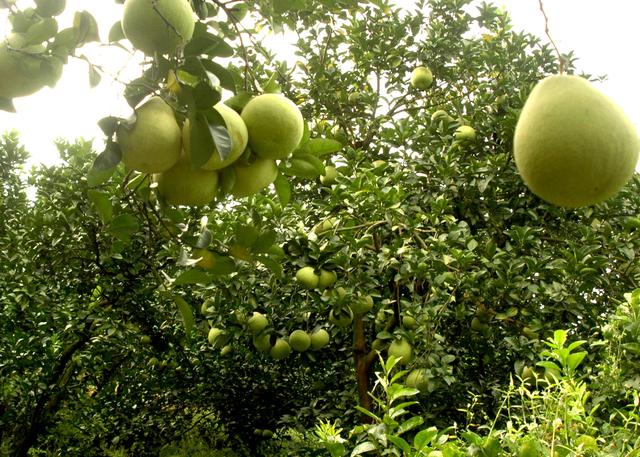 度尾文旦柚闻名全国，又是一年丰收季，柚园含情果飘香