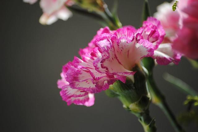 花中母爱的象征——康乃馨，是怎样种植的
