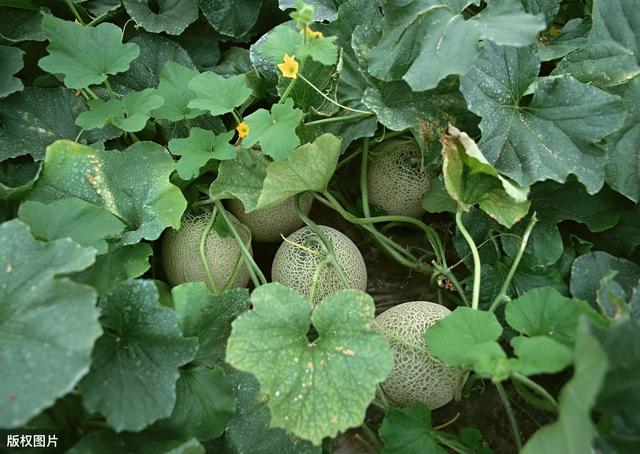 大棚哈密瓜、香菜、芹菜、生菜一年四茬高效栽培模式，农户可参考