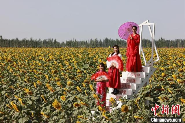 新疆沙雅：万亩油葵花开正艳