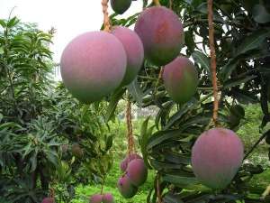 芒果是怎么种植的(你会种芒果吗？教你几招种植技术，芒果口感香又甜，年年大丰收)