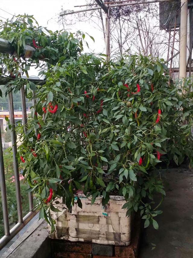 泡沫箱种辣椒，长成小树，一次摘8斤，连吃200天