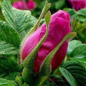 玫瑰花北方种植(丰花一号玫瑰在闽东高山区的种植表现及加工利用技术)
