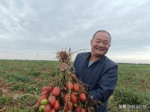 2015番茄种植面积(小番茄“种”出好日子)