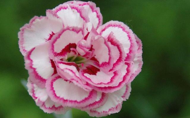 花中母爱的象征——康乃馨，是怎样种植的