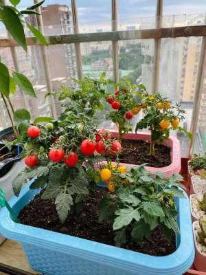 小番茄的种植图片大全(盆栽小番茄：既然栽种一场，就得想办法让它结出更多的果实)