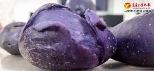 紫核桃的种植价格(试种成功名叫“黑金刚”)