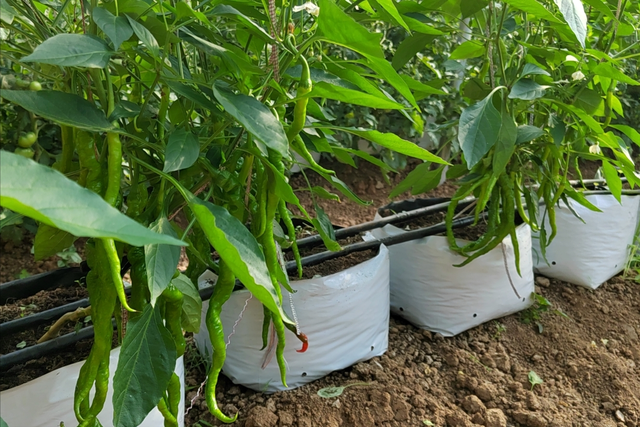袋子种植辣椒优势多，农户做好3个方面，栽种方便产量高