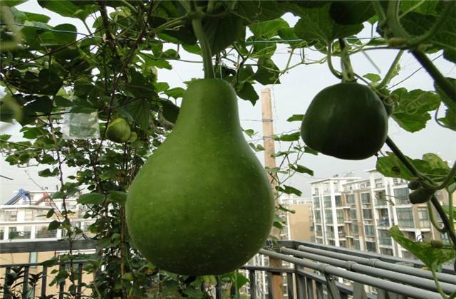 种植瓠瓜的栽培技术，与科学知识，一起来看看吧