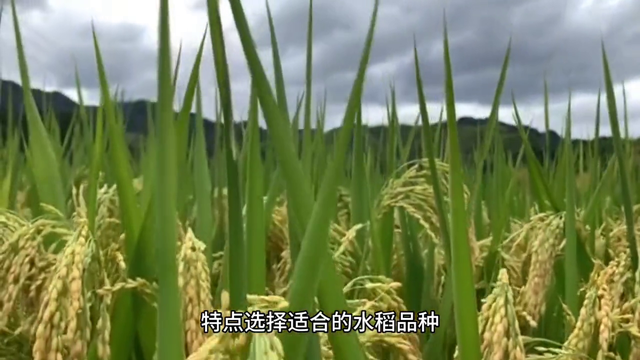 水稻种植技术有哪些？