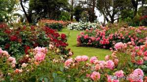 玫瑰月季苗的种植(木木教你打造月季玫瑰花园。品种选择搭配、花园规划、工具准备篇)