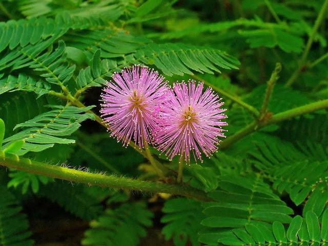 用种子培育的含羞草盆栽，还能开出粉色的绒球花朵