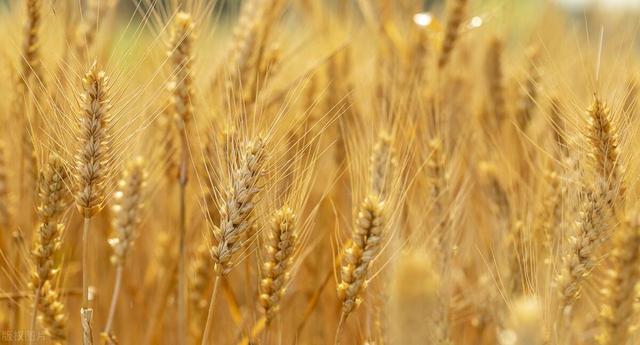 中江种业主推三个小麦新品种