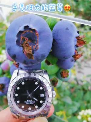 广东 蓝莓种植(蓝莓种植很有“科技范”，南海现代农业高质量发展有看头)