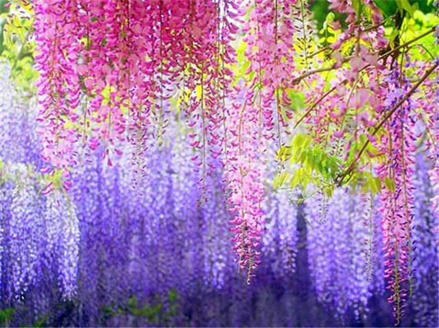 紫藤花怎么养，打造景观需要注意什么？
