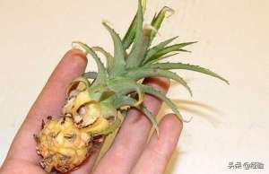 菠萝的种植方法及图片(盆栽菠萝的种植方法)