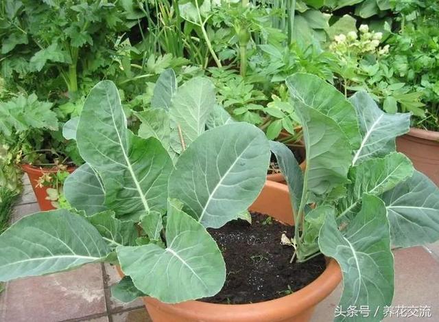 特别适合养在阳台作为盆栽的12种蔬菜，新手也能轻松栽种