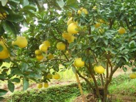 农村栽种柚子技术，没有想象中的简单