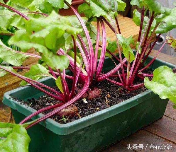 特别适合养在阳台作为盆栽的12种蔬菜，新手也能轻松栽种