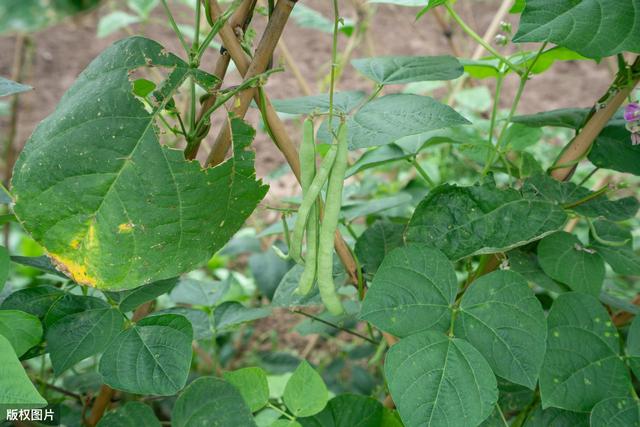 无公害四季豆（架豆）栽培技术，及优势，种植户来学学吧