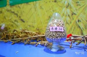 齐黄34种植方法(「新农艺绘丰收」为国家育好种 让大豆变“金豆”)