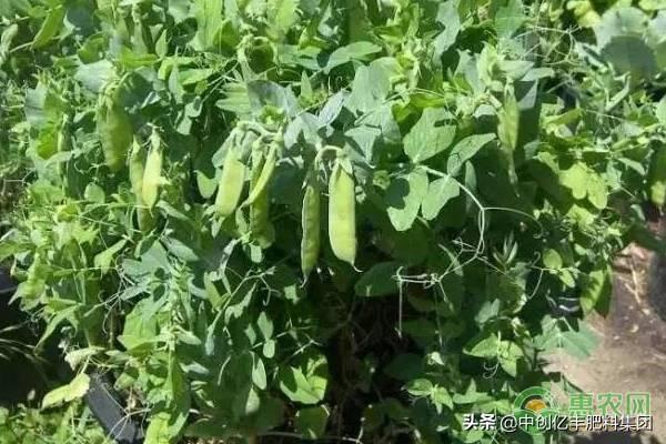 盆栽豌豆的种植步骤及注意事项