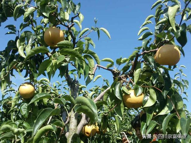 梨树对环境条件的四大要求，优质高产都离不开它们