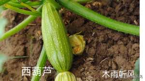 西葫芦瓜的种植方法(西葫芦种植技术与管理方法是什么样的？怎样种植西葫芦更高产？)