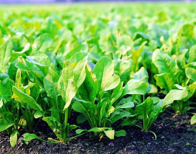 菠菜种植方法及种植时间，菠菜营养丰富，五个步骤常年吃不完