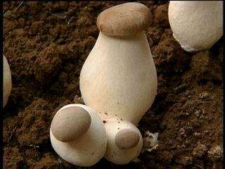 种菇技术：种菇要像种蔬菜，埋下菌袋长出菇，个个看了都说好