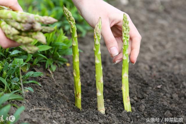种植芦笋很简单，学会育苗是关键，种一次连续采收好多年