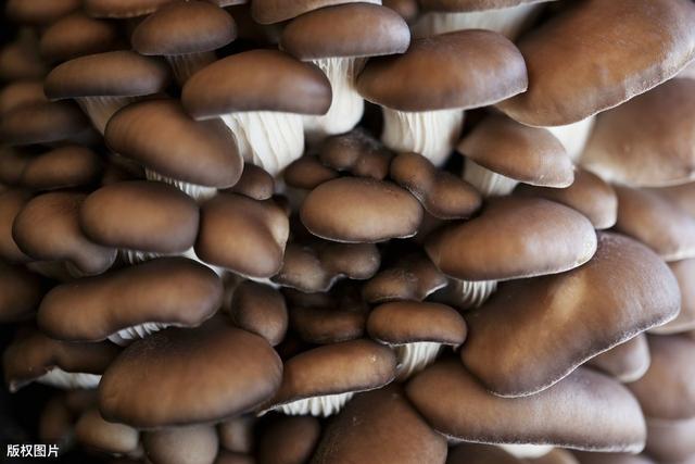 平菇-鸡腿菇-毛木耳周年高产高效栽培技术，一起来学学吧
