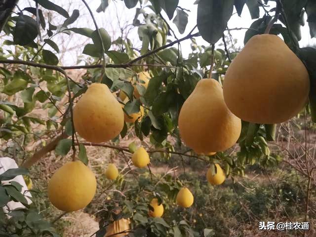 广西容县明月家庭农场种沙田柚每亩收入1万8，科学施肥防病害
