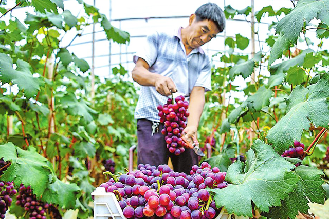 三农经：大棚早熟葡萄高产栽培分析，这6点不得不关注