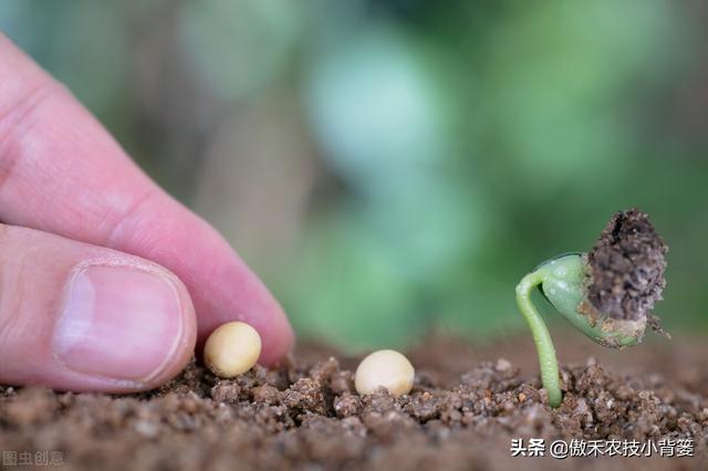 种植大豆怎样施肥才能更高产？田间施肥要注意这4点