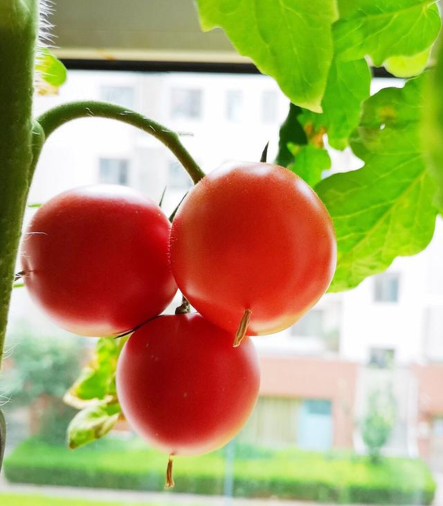 阳台盆栽小番茄，3个小技巧，一串串果挂满枝，夏天秋天猛结果