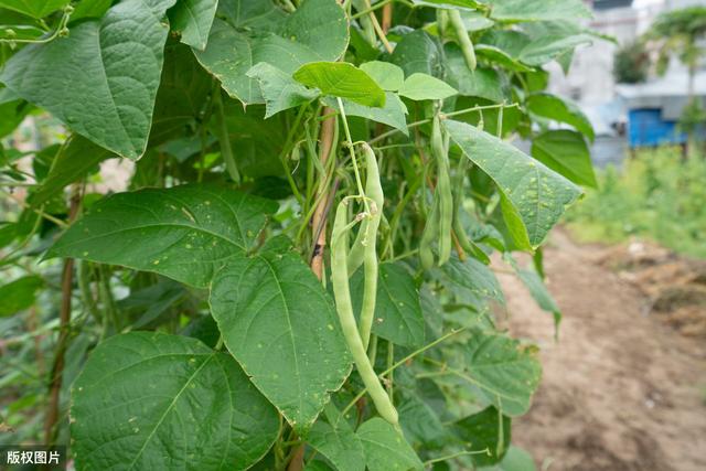 无公害四季豆（架豆）栽培技术，及优势，种植户来学学吧
