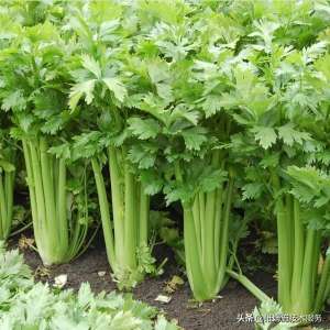芹菜的种植方法(芹菜怎么种植方法与种植时间)