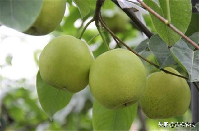 梨树高效栽培管理技术，高产的关键因素要掌握，很实用的技巧