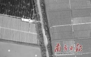 广州枸杞菜种植基地(红色革命老区培育绿色发展新动能)