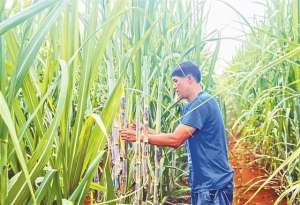 广西 甘蔗 种植(探访南宁糖业甘蔗种植基地——粉垄技术提升甘蔗种植收益)