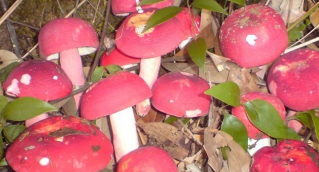 种植红菇，要控制好温度、湿度，还要提供优质垫料