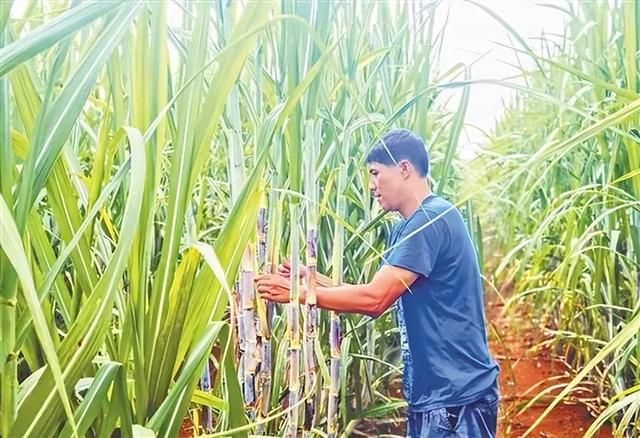 探访南宁糖业甘蔗种植基地——粉垄技术提升甘蔗种植收益