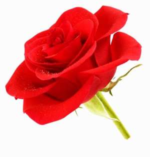 玫瑰花种植几年可以收(玫瑰，栽培历史悠久，不仅代表爱情，还有战争)