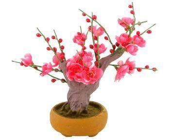 想让桃花开家里，桃树盆景你会养吗？