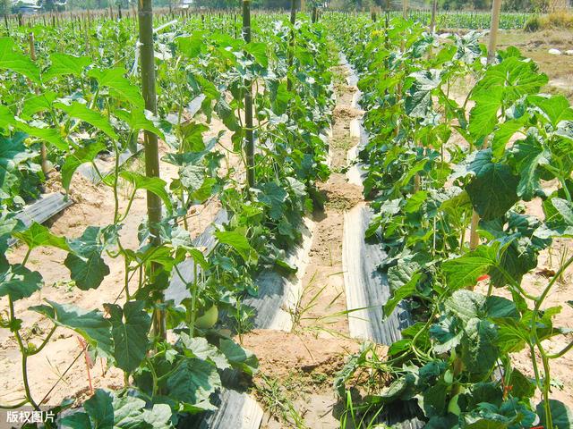 大棚哈密瓜、香菜、芹菜、生菜一年四茬高效栽培模式，农户可参考