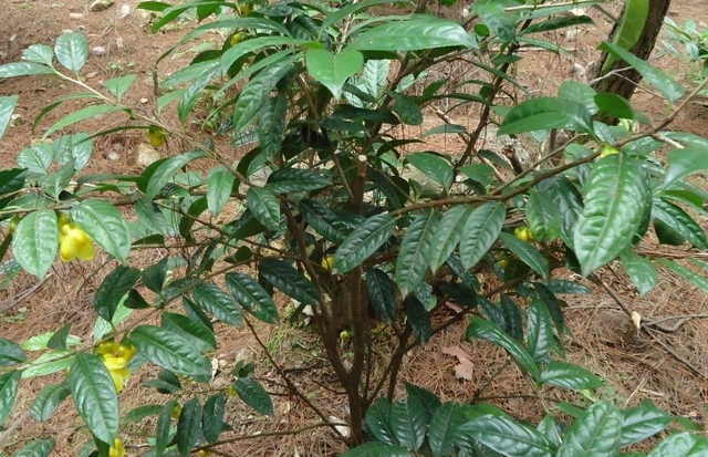 金花茶的植物特性和生长条件，不会的来看看，提高种植质量