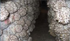 香菇种植的条件(真姬菇高效栽培技术，掌握生长环境要求，这几点一定要了解清楚)
