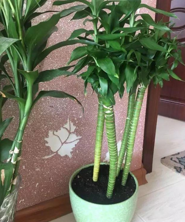 这2种方法养富贵竹，前者适合懒人，后者更利于植物，你喜欢吗？